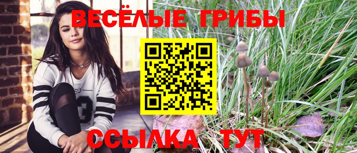 Галлюциногенные грибы Psilocybe Курчалой
